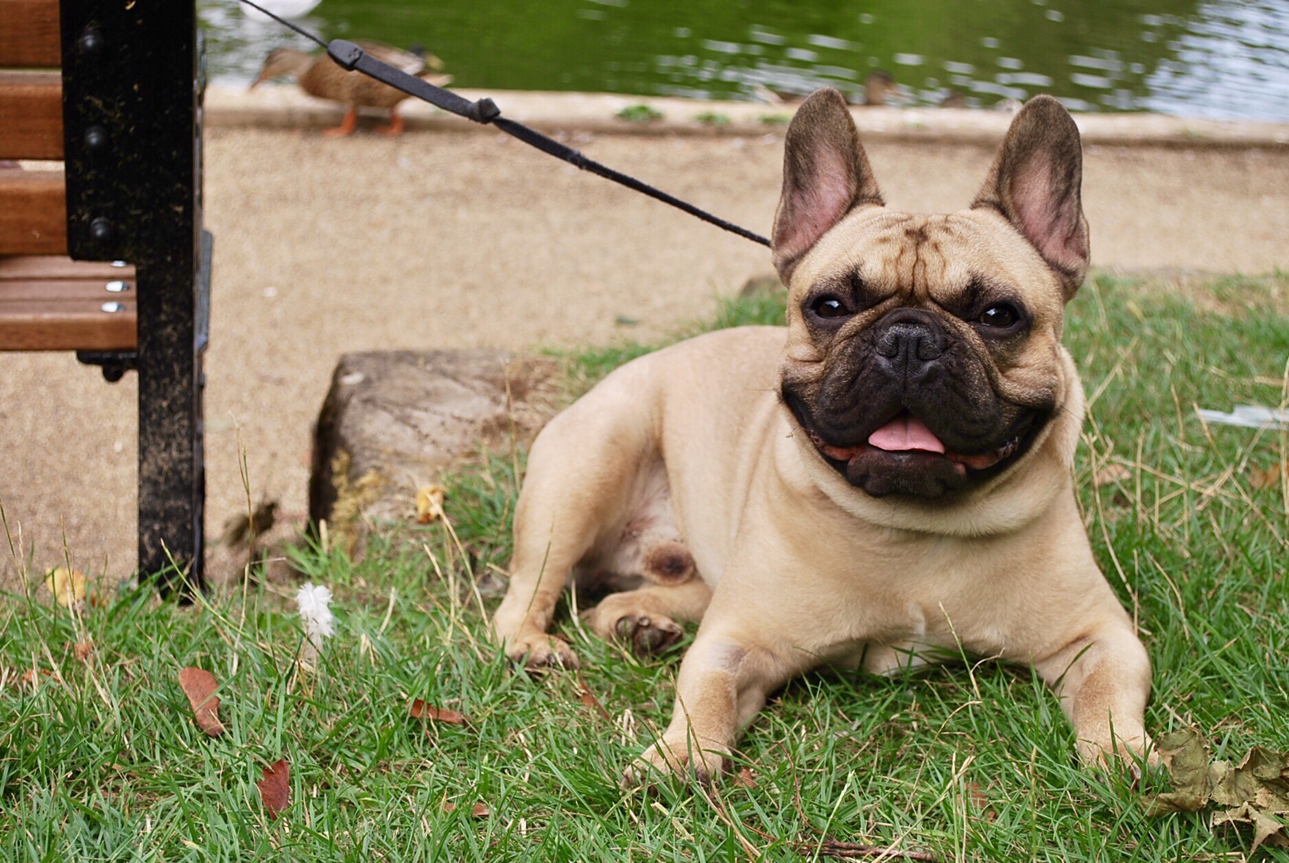 Please Your Pup at 8 of the Most Awesome Dog Parks in Jacksonville ...